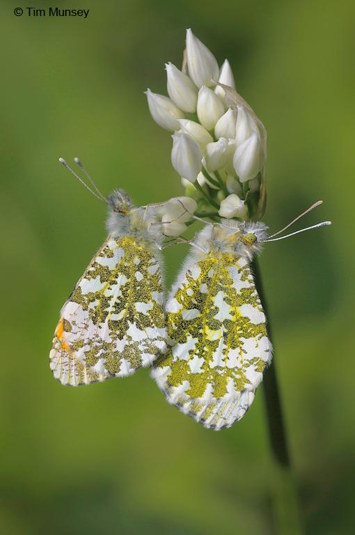 Orange Tips 090510_4.jpg